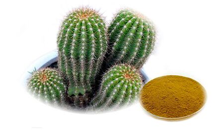 Hoodia gordoni su Reduslim