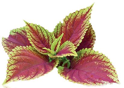 coleus forskolia kaip Reduslim dalis